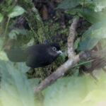 Sooty Babbler (image by Dani Balla)