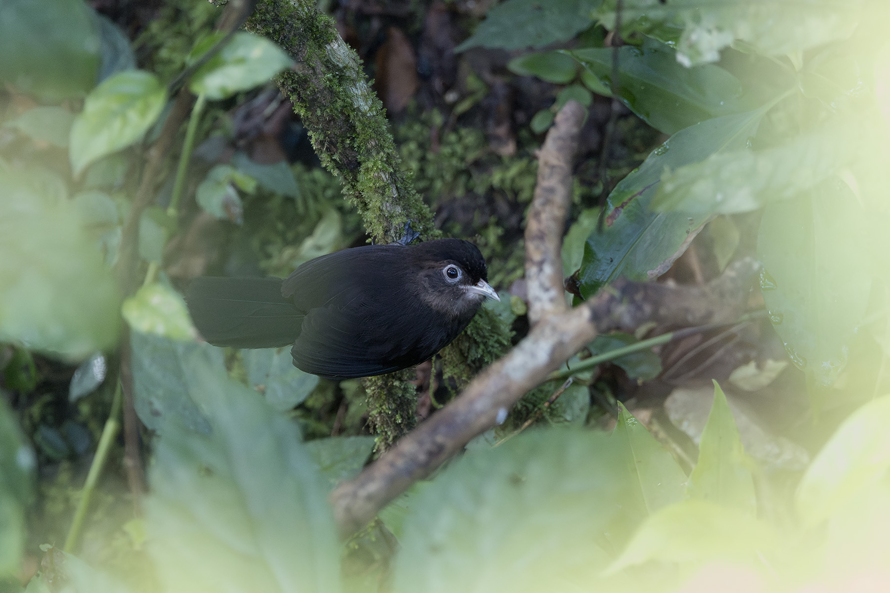 Sooty Babbler (image by Dani Balla)