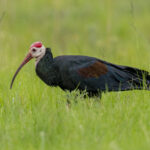 Southern Bald Ibis (image by Mark Beaman)