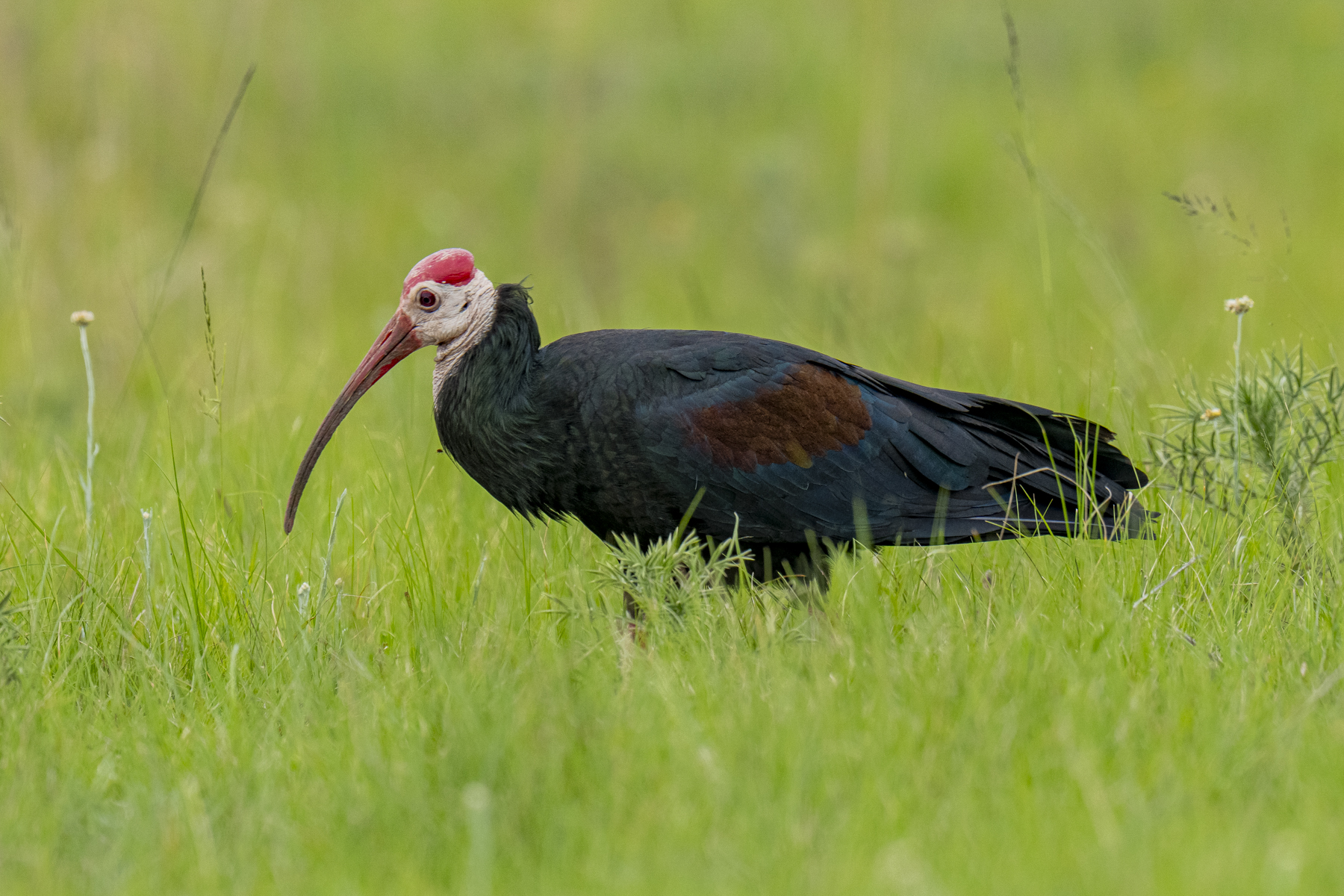 Southern Bald Ibis (image by Mark Beaman)