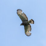 Southern Banded Snake Eagle (image by Mark Beaman)