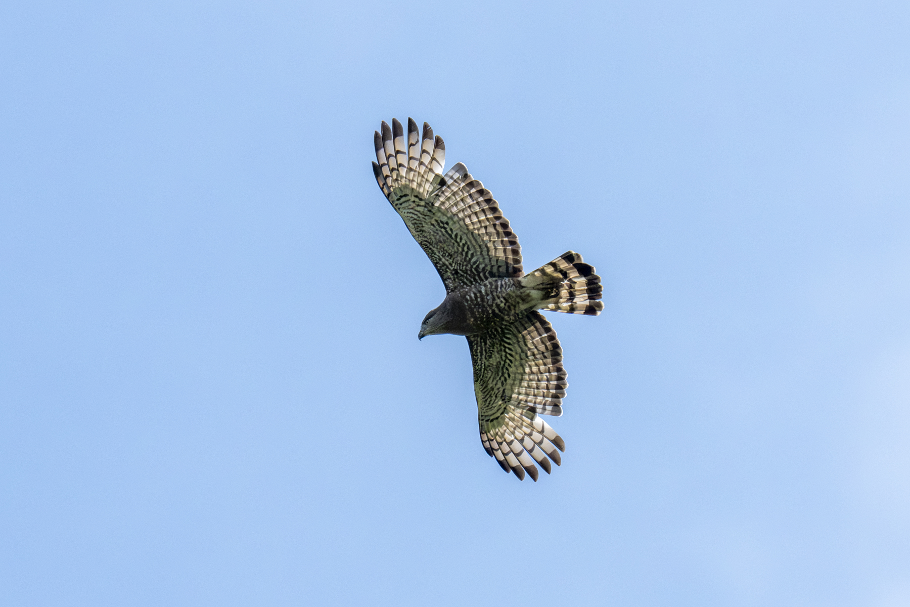 Southern Banded Snake Eagle (image by Mark Beaman)