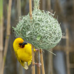 Southern Brown-throated Weaver (image by Mark Beaman)