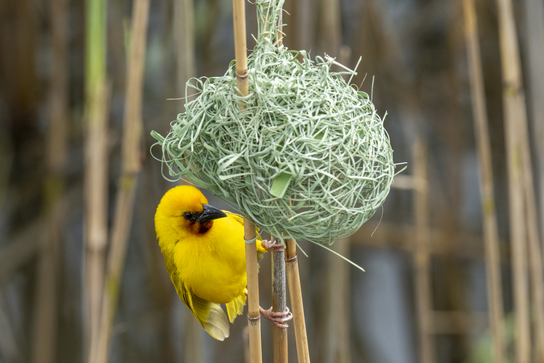 Southern Brown-throated Weaver (image by Mark Beaman)