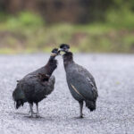 Southern Crested Guineafowl (image by Mark Beaman)