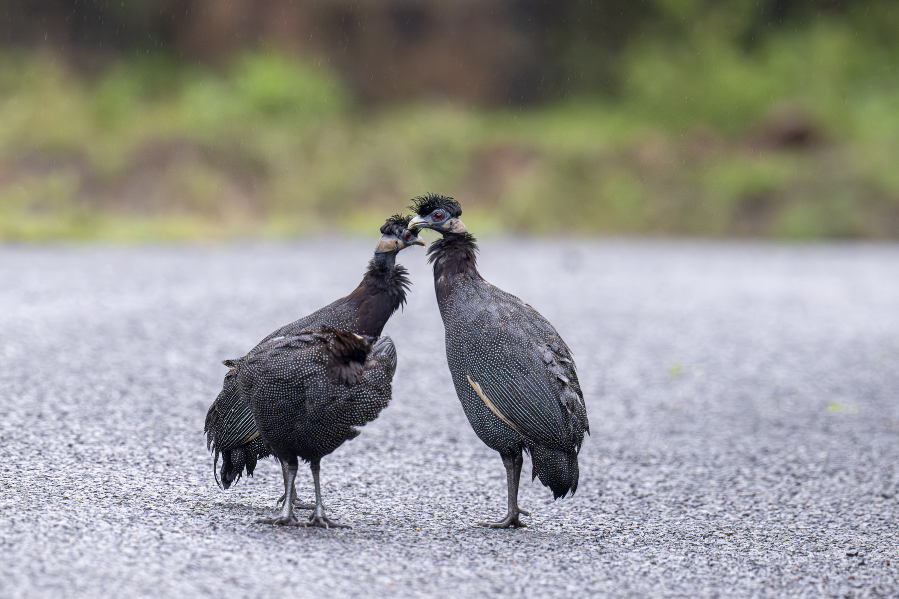 Southern Crested Guineafowl (image by Mark Beaman)