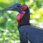 Southern Ground Hornbill (image by Nik Borrow)