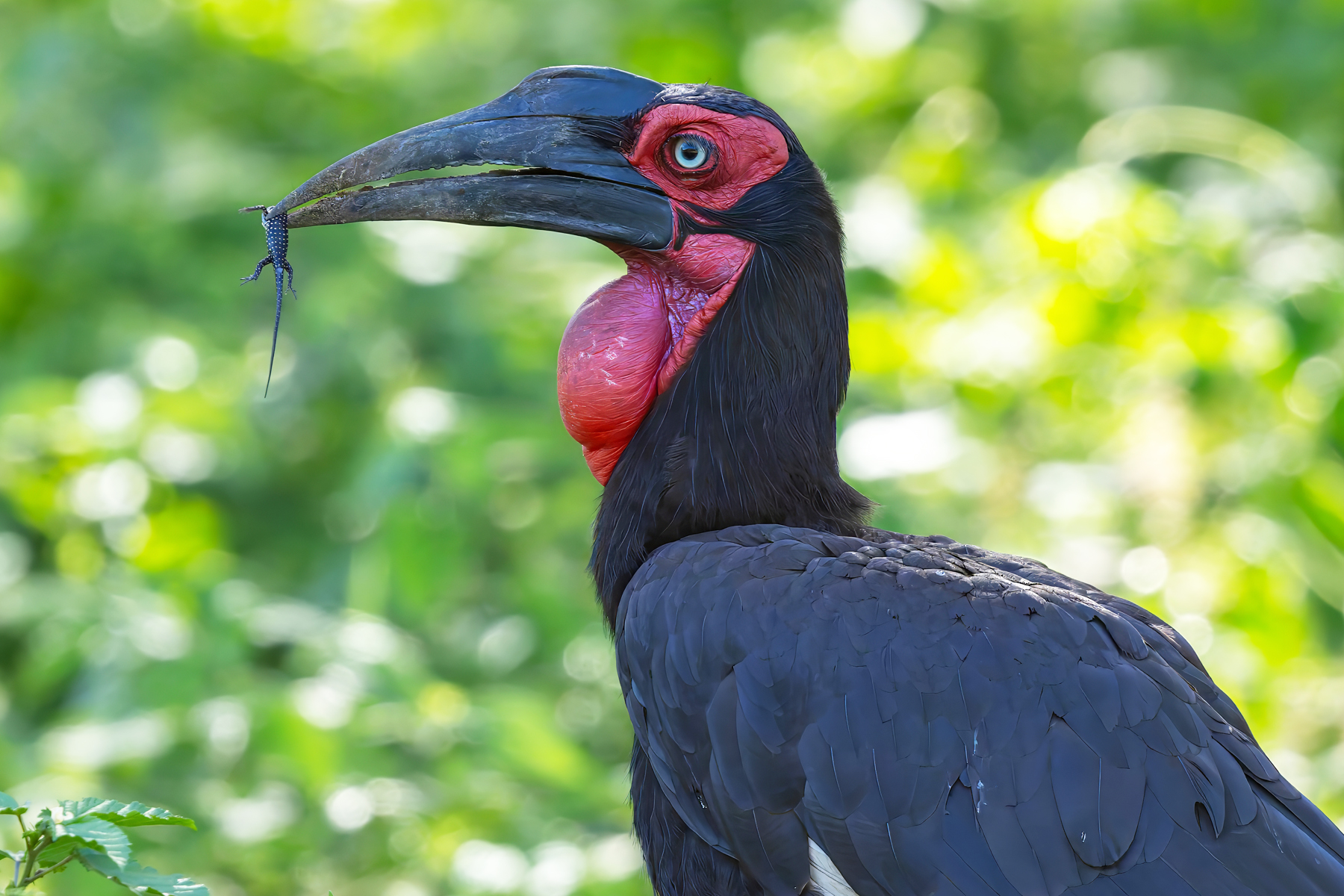 Southern Ground Hornbill (image by Nik Borrow)