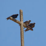 Southern Martins (image by Leo Garrigues)
