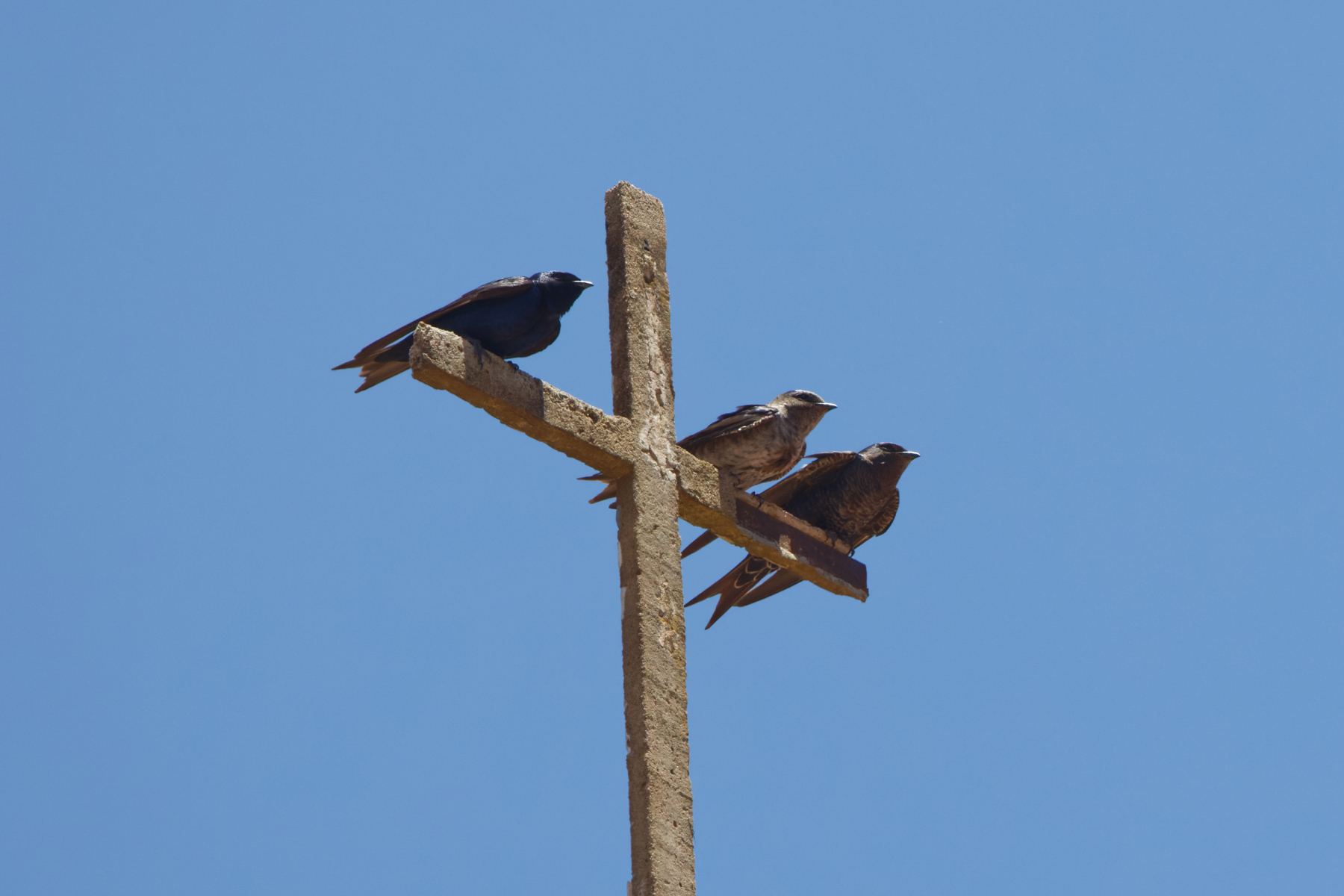Southern Martins (image by Leo Garrigues)