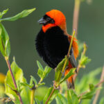 Southern Red Bishop (image by Nik Borrow)