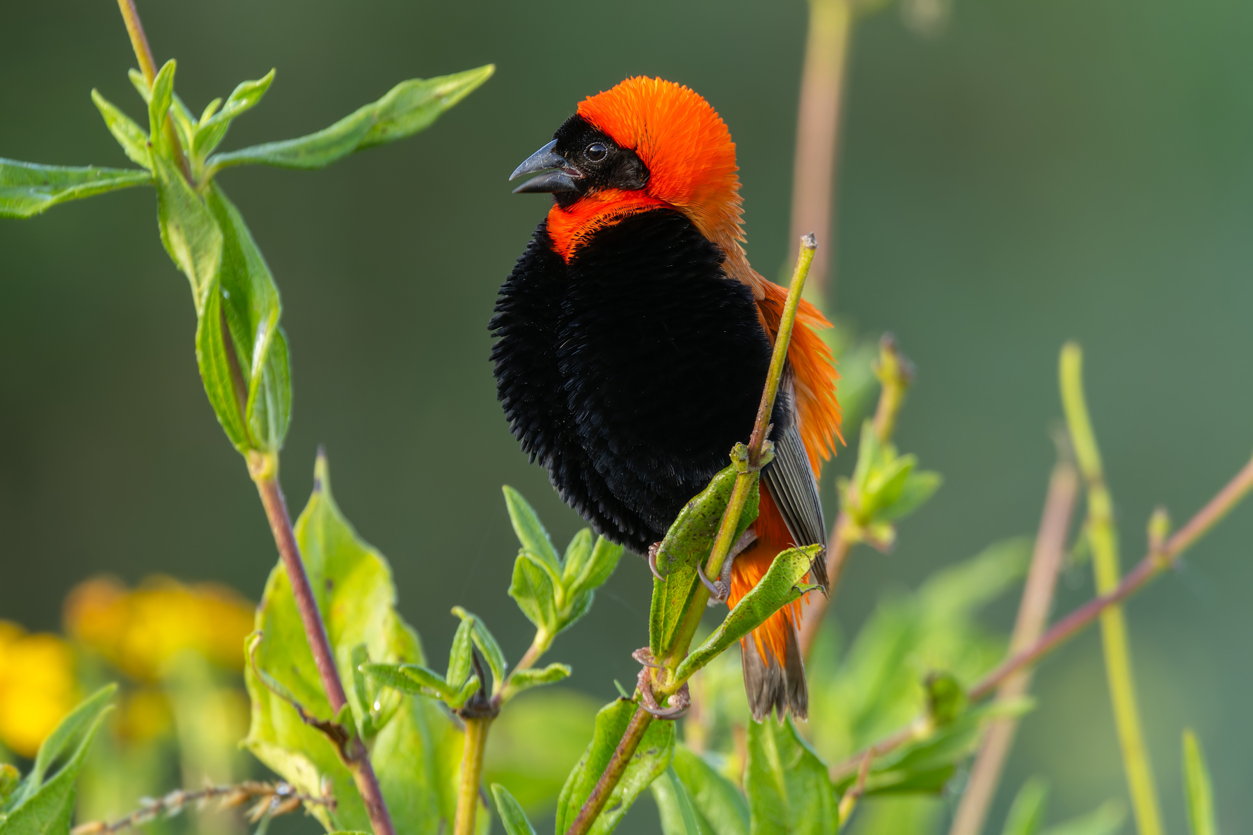 Southern Red Bishop (image by Nik Borrow)
