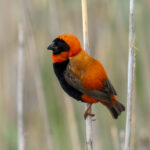 Southern Red Bishop (image by Mark Beaman)
