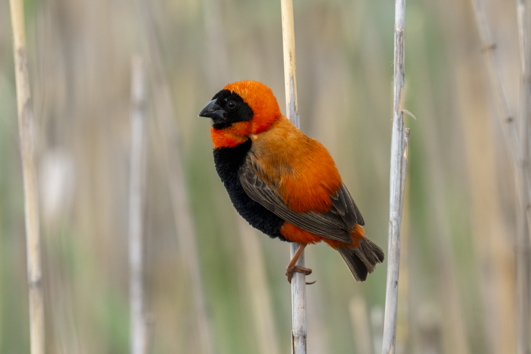 Southern Red Bishop (image by Mark Beaman)