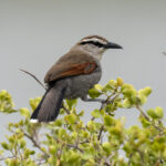 Southern Tchagra (image by Mark Beaman)
