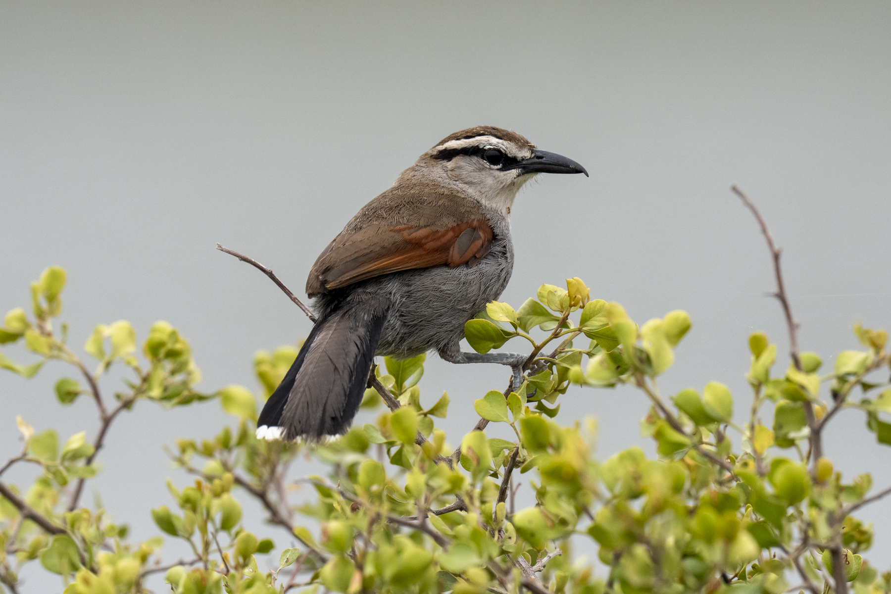 Southern Tchagra (image by Mark Beaman)