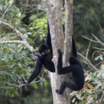 Southern Yellow-cheeked Crested Gibbons (image by Dani Balla)