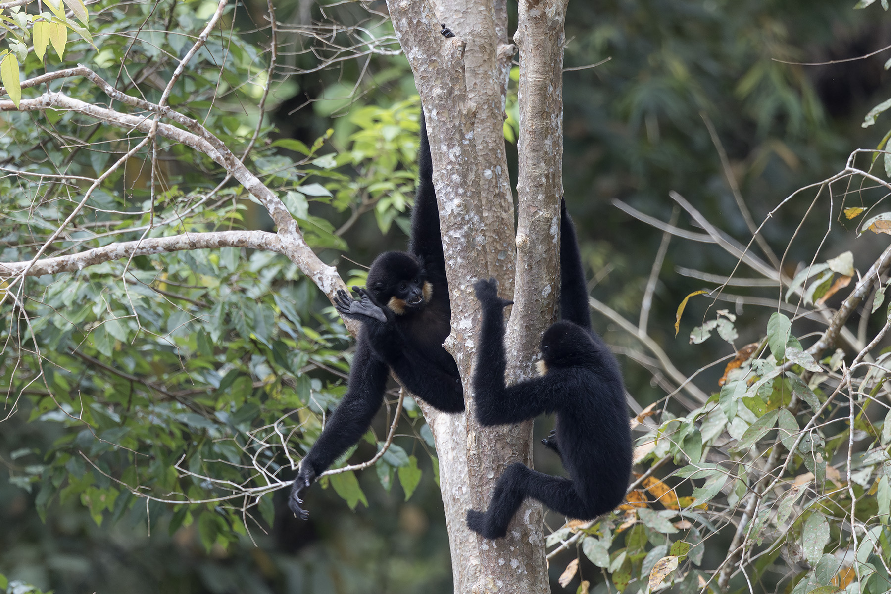 Southern Yellow-cheeked Crested Gibbons (image by Dani Balla)