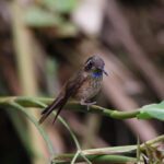 Speckled Hummingbird (image by Leo Garrigues)