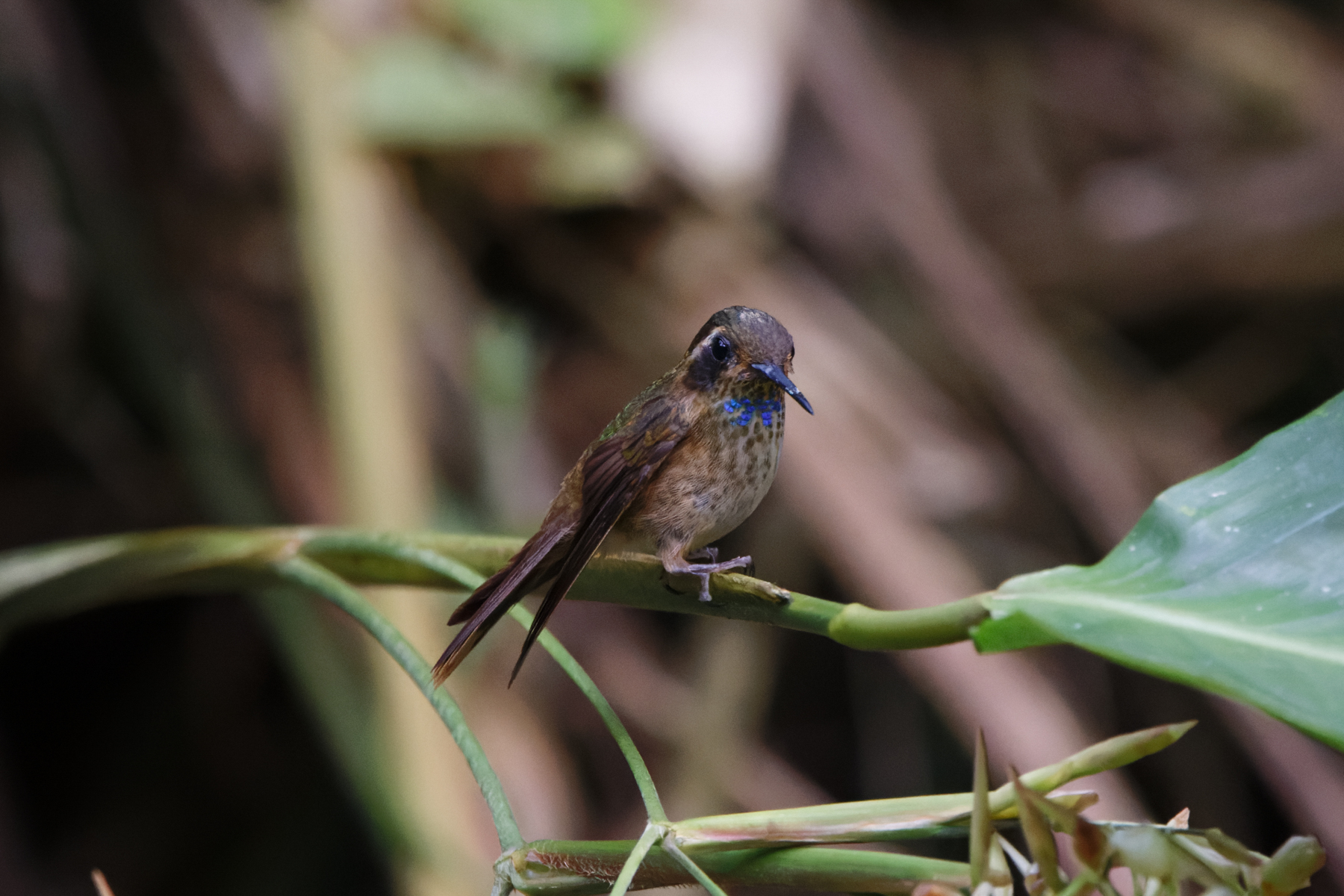 Speckled Hummingbird (image by Leo Garrigues)