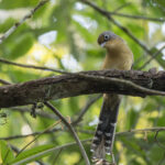 Spectacled Barwing (image by Dani Balla)