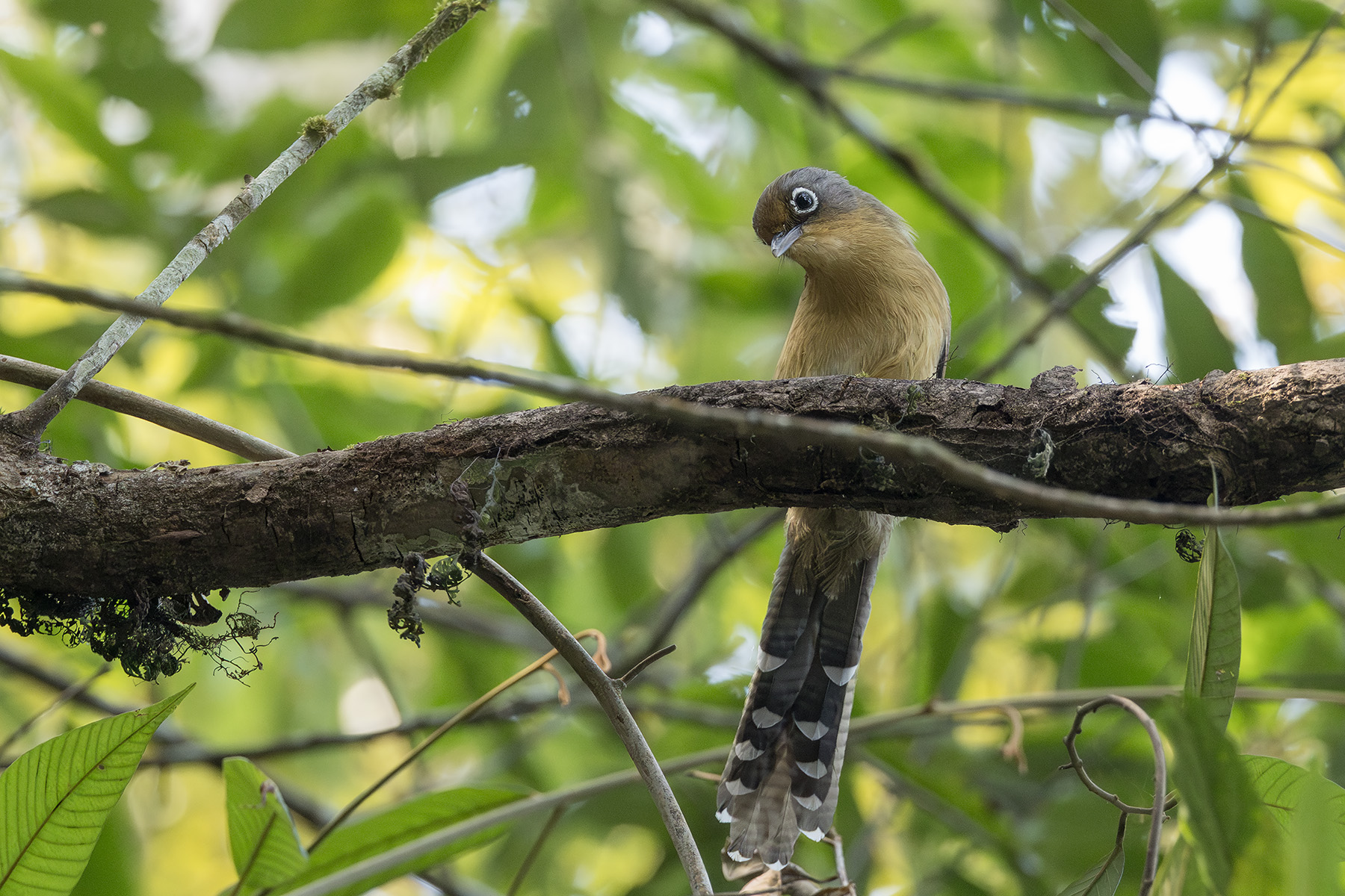 Spectacled Barwing (image by Dani Balla)