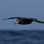 Spectacled Petrel (image by Mark Beaman)