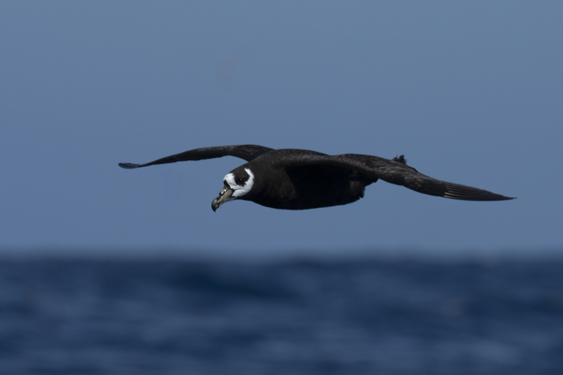 Spectacled Petrel (image by Mark Beaman)