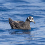 Spectacled Petrel (image by Mark Beaman)