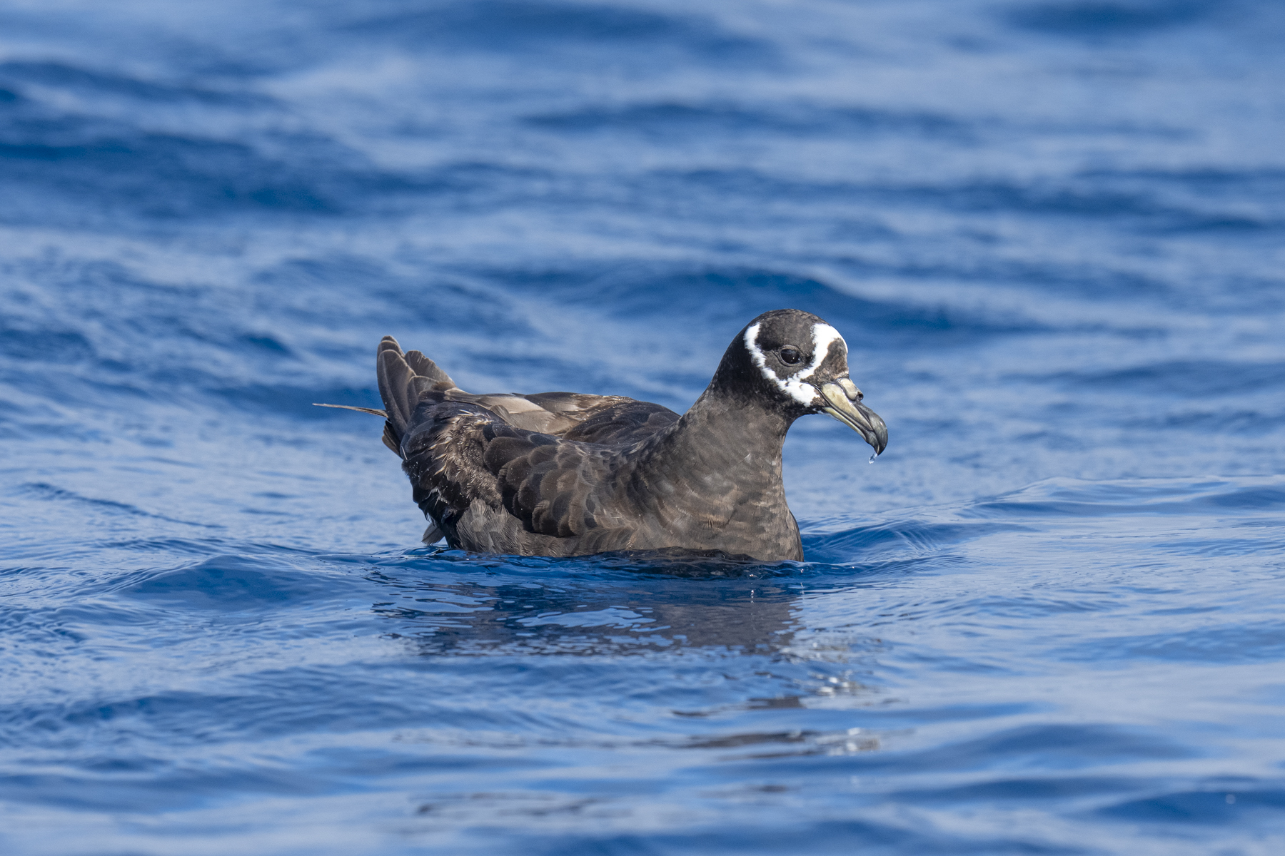 Spectacled Petrel (image by Mark Beaman)