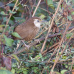 Spiny Babbler (image by Mike Watson)