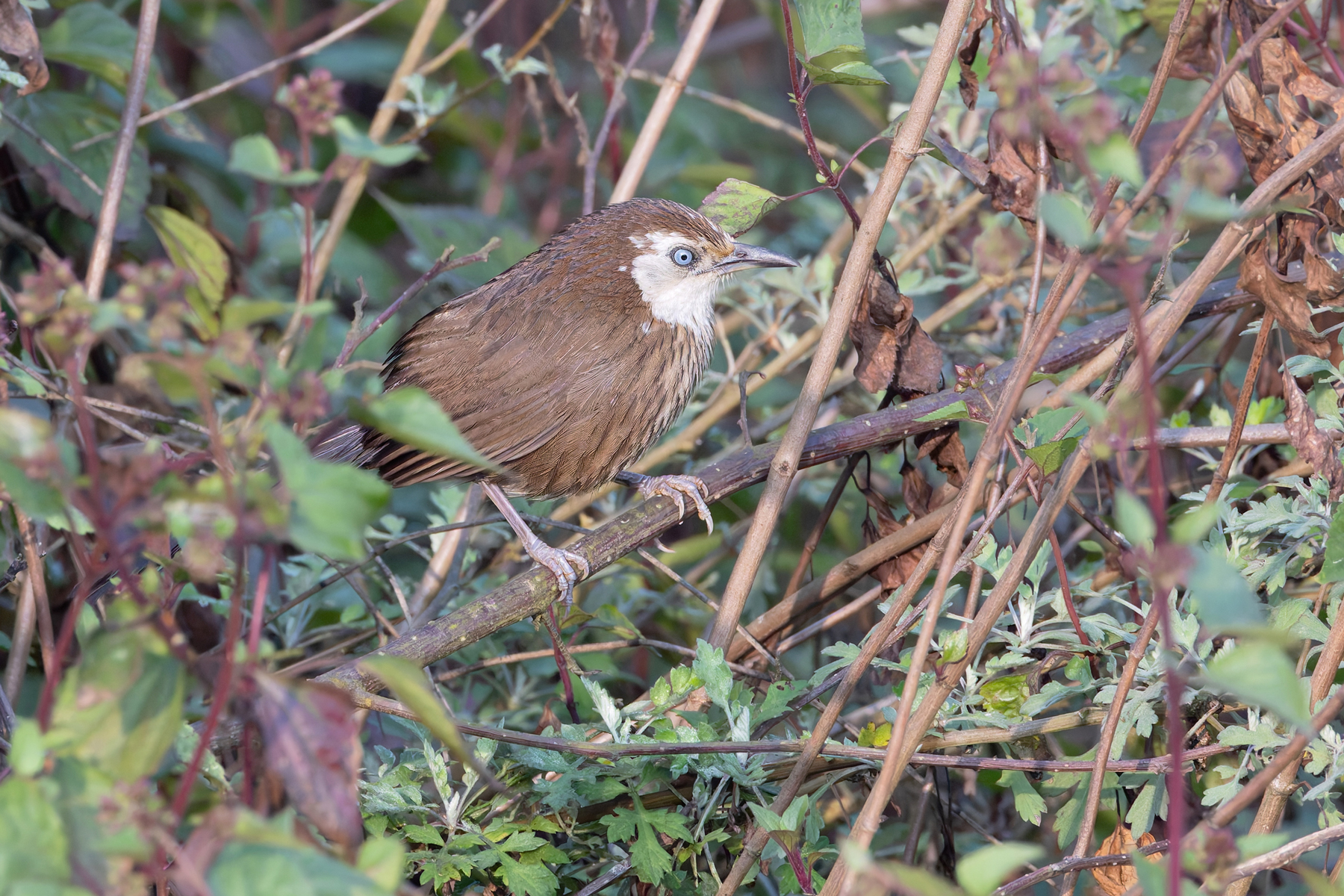 Spiny Babbler (image by Mike Watson)