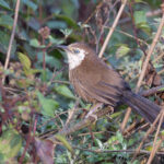 Spiny Babbler (image by Mike Watson)