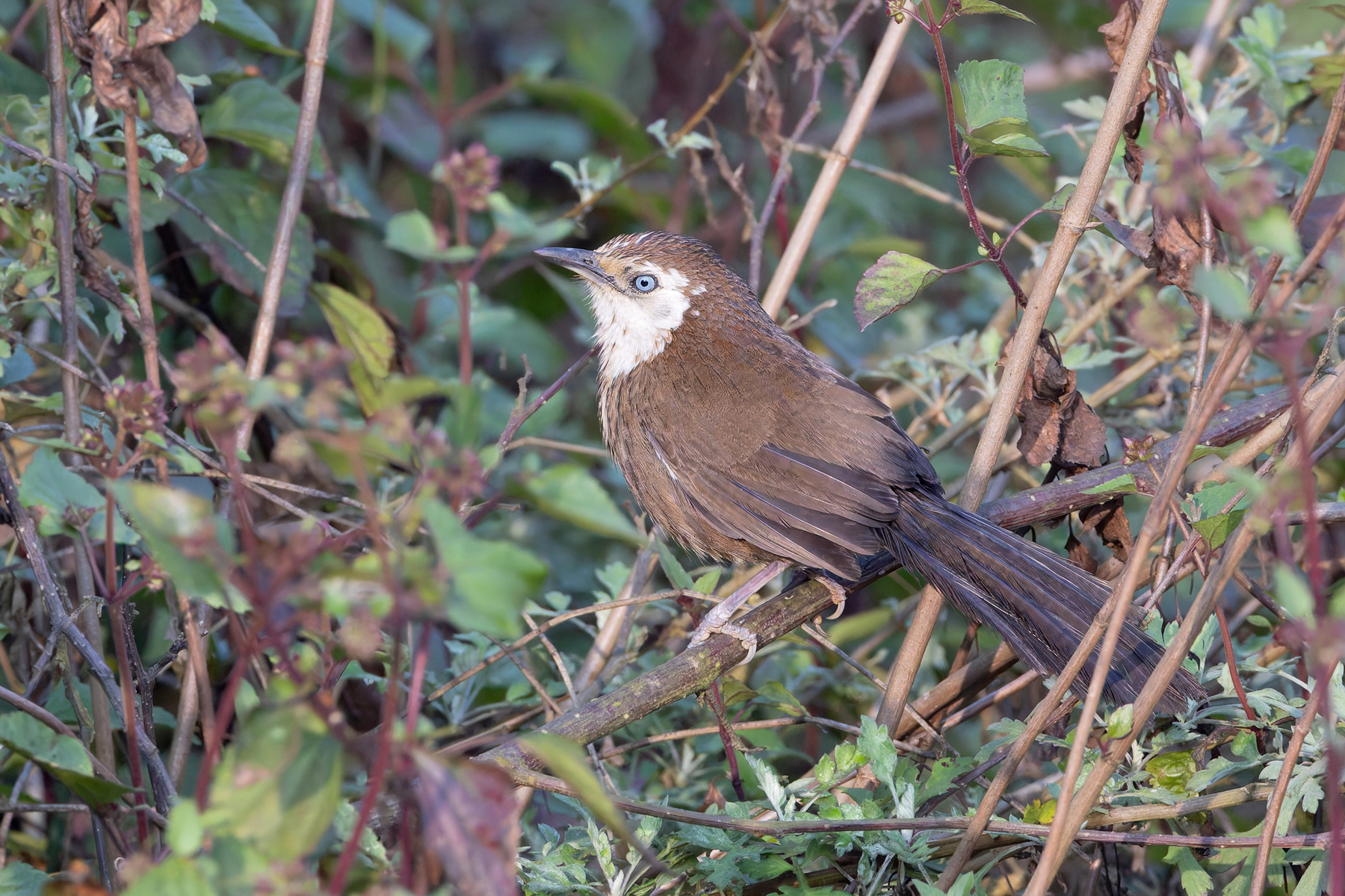 Spiny Babbler (image by Mike Watson)