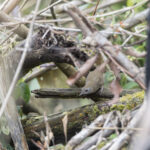 Spot-throated Babbler (image by Dani Balla)