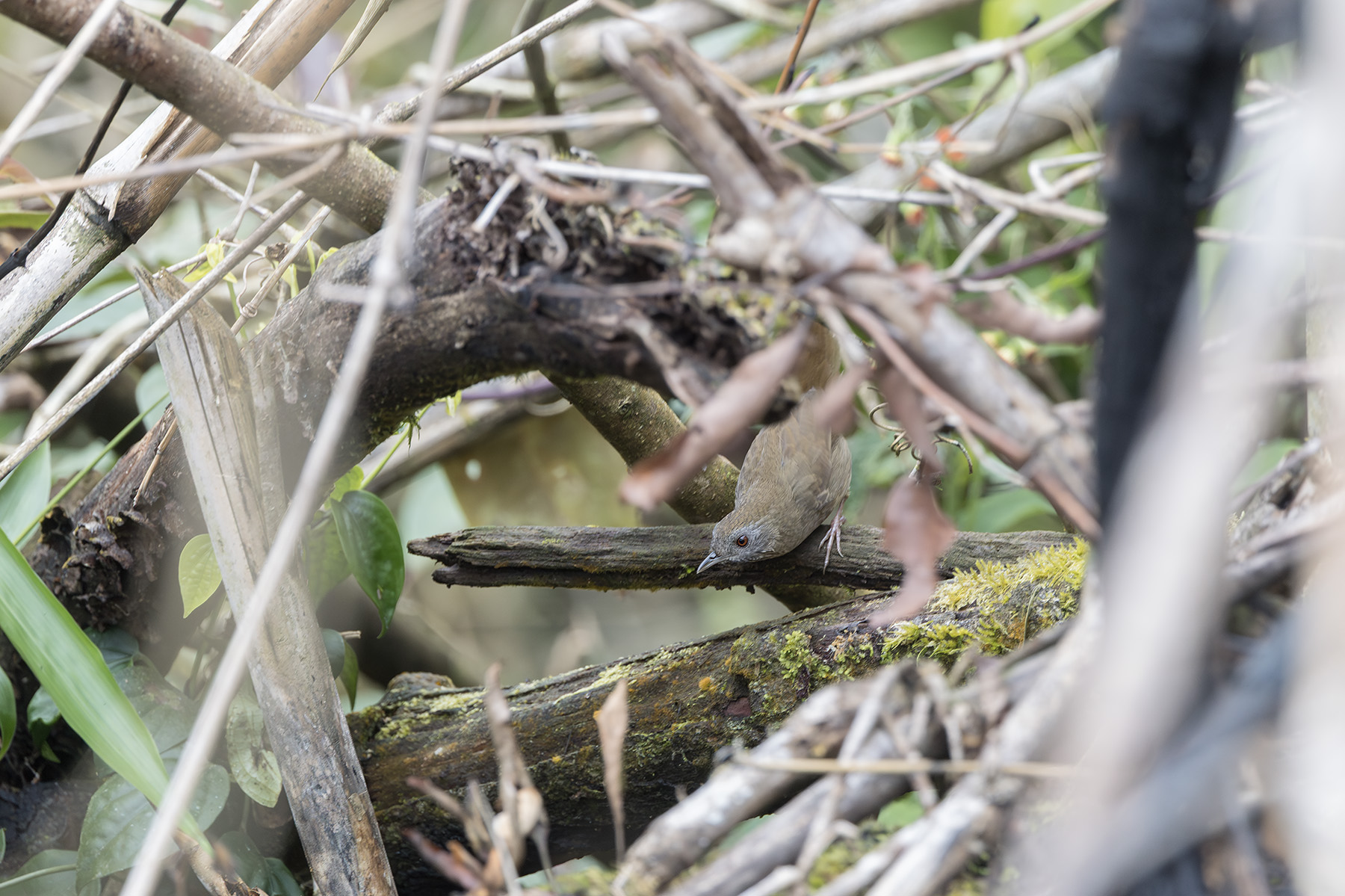 Spot-throated Babbler (image by Dani Balla)