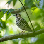 Spotted Ground Thrush (image by Mark Beaman)