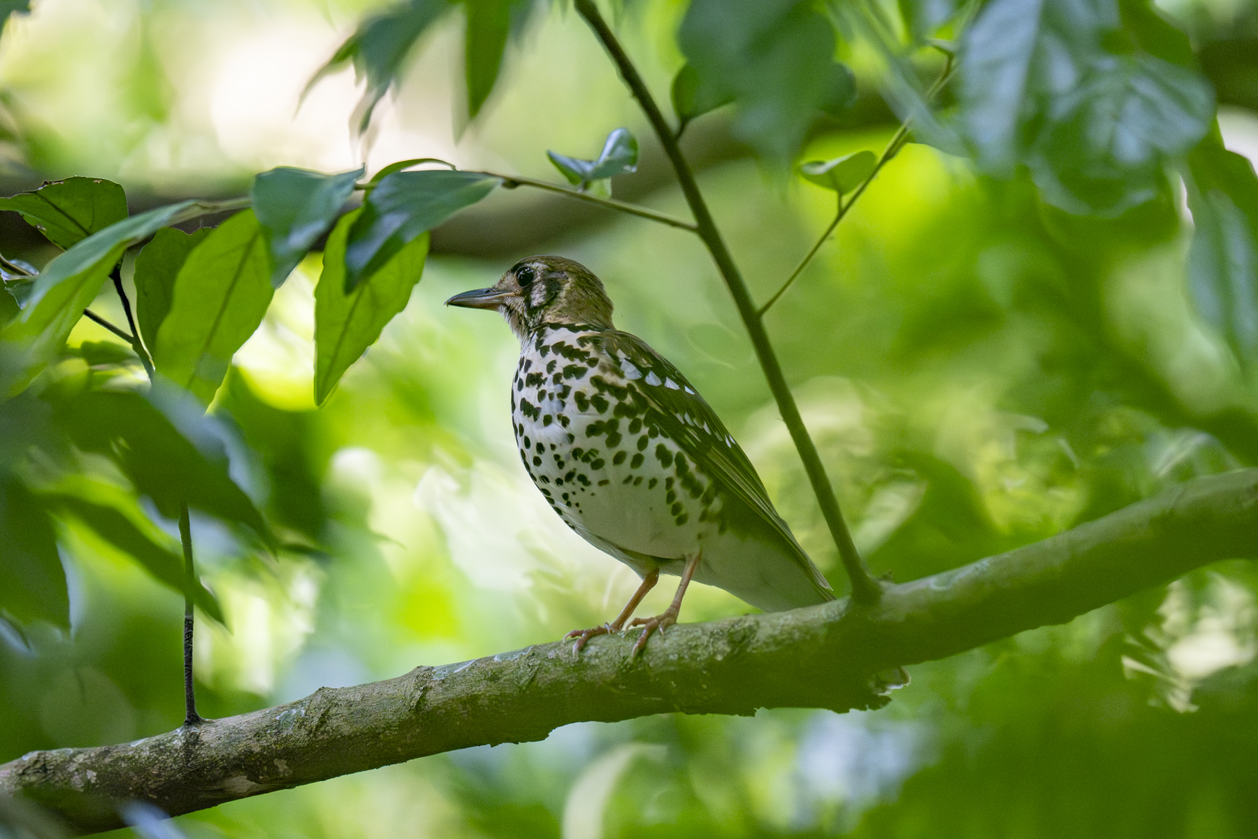 Spotted Ground Thrush (image by Mark Beaman)