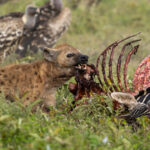 Spotted Hyaena (image by Nik Borrow)