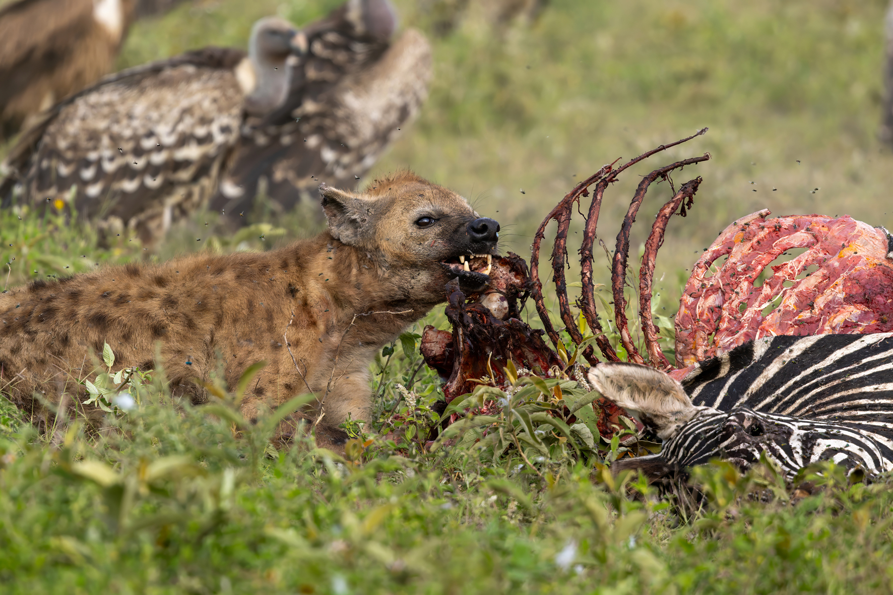 Spotted Hyaena (image by Nik Borrow)
