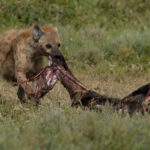 Spotted Hyaena (image by Nik Borrow)