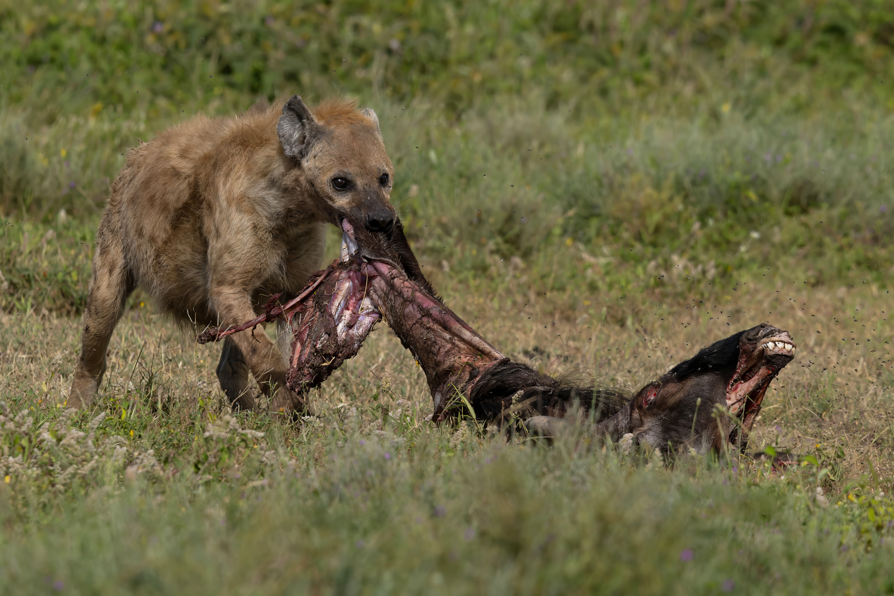 Spotted Hyaena (image by Nik Borrow)