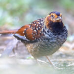 Spotted Laughingthrush (image by Mike Watson)