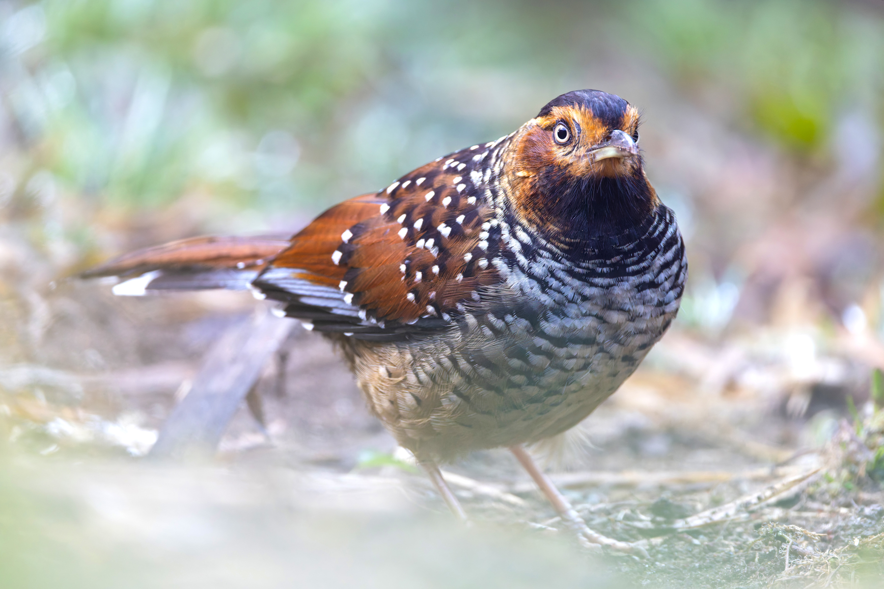 Spotted Laughingthrush (image by Mike Watson)