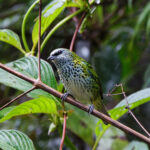 Spotted Tanager (image by Leo Garrigues)