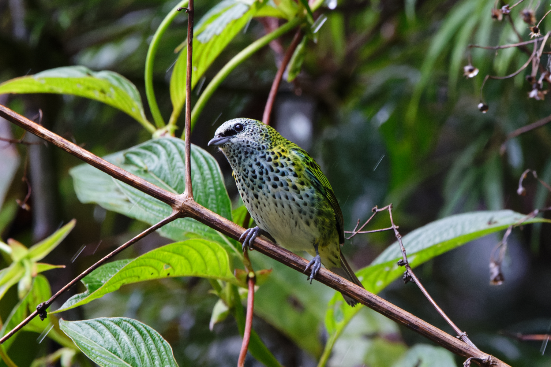 Spotted Tanager (image by Leo Garrigues)
