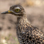Spotted Thick-knee (image by Nik Borrow)