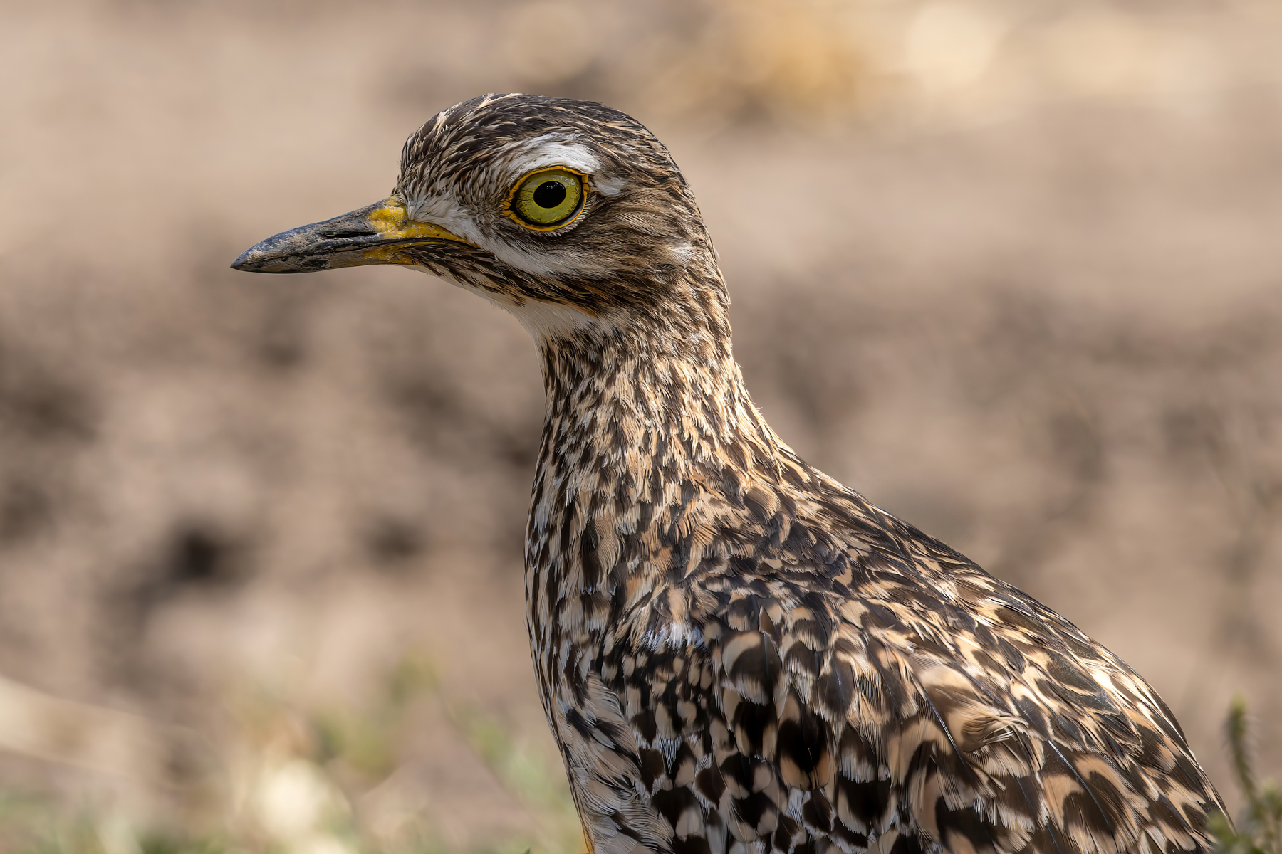 Spotted Thick-knee (image by Nik Borrow)