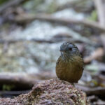 Streaked Wren-Babbler (image by Dani Balla)