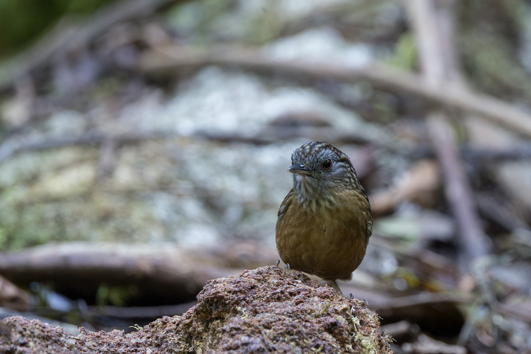Streaked Wren-Babbler (image by Dani Balla)